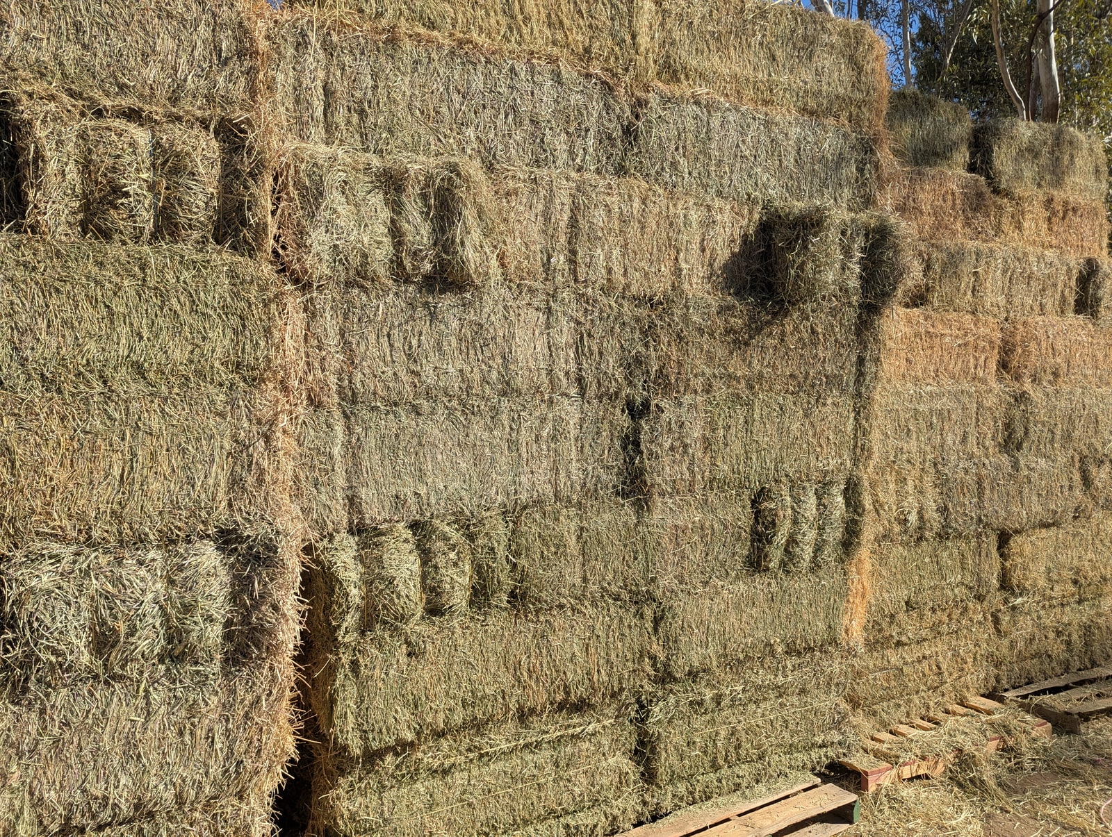 Alfalfa Grass Mix