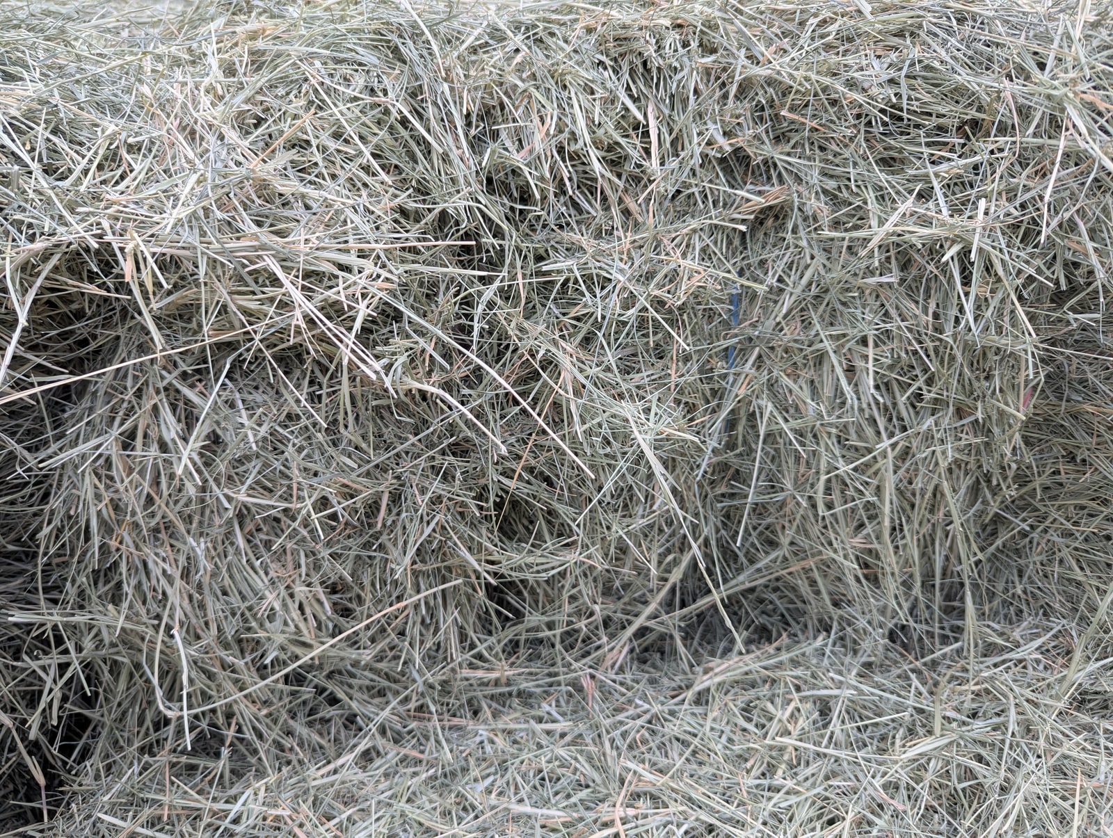 #1 Bermuda