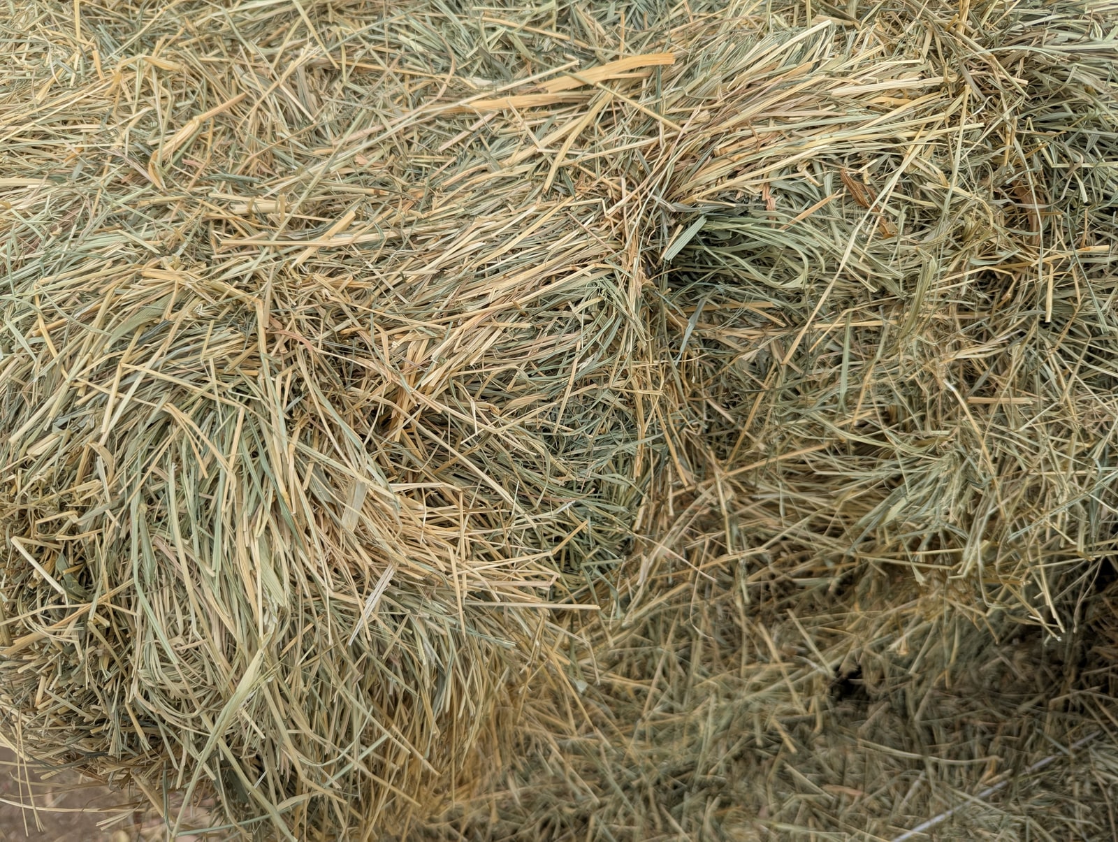 #2 Teff Hay