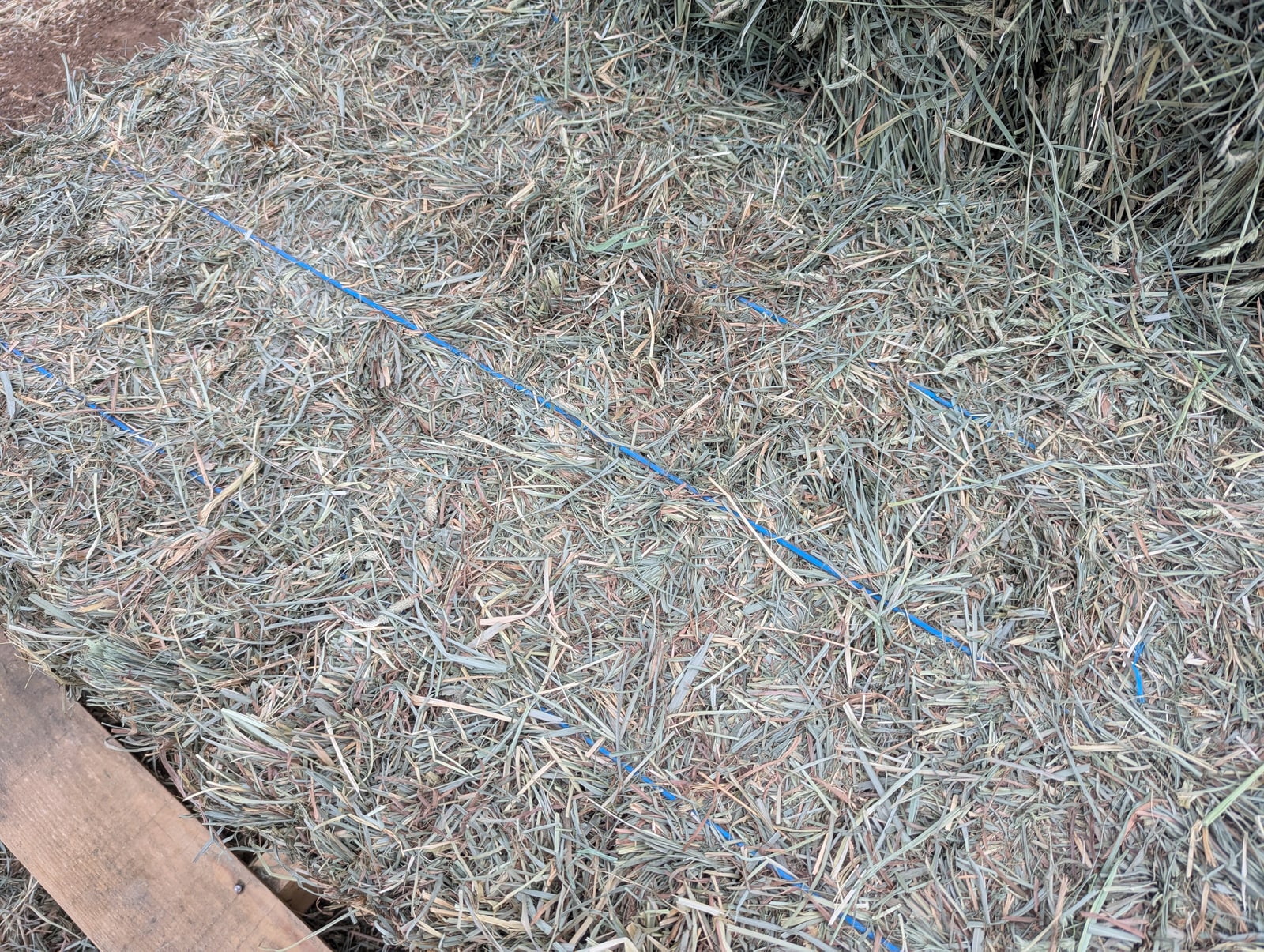 Orchard Grass Hay