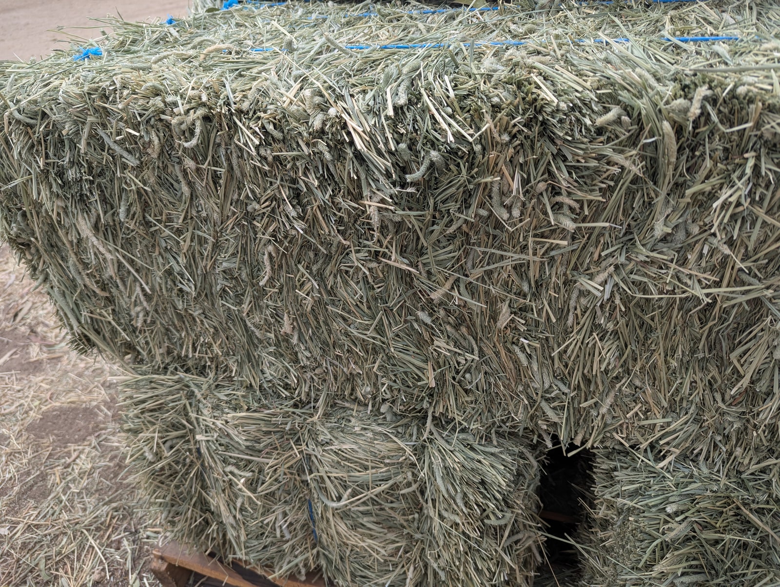 Timothy Hay