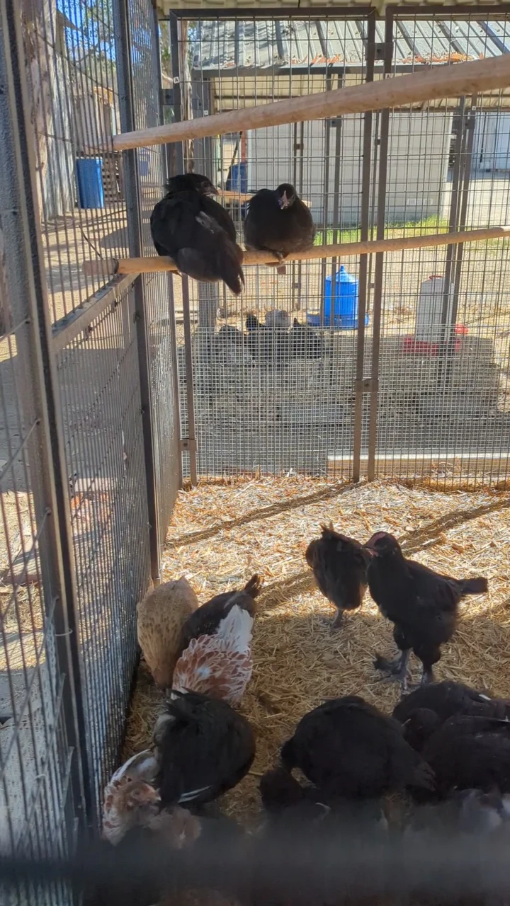 Young Pullets
