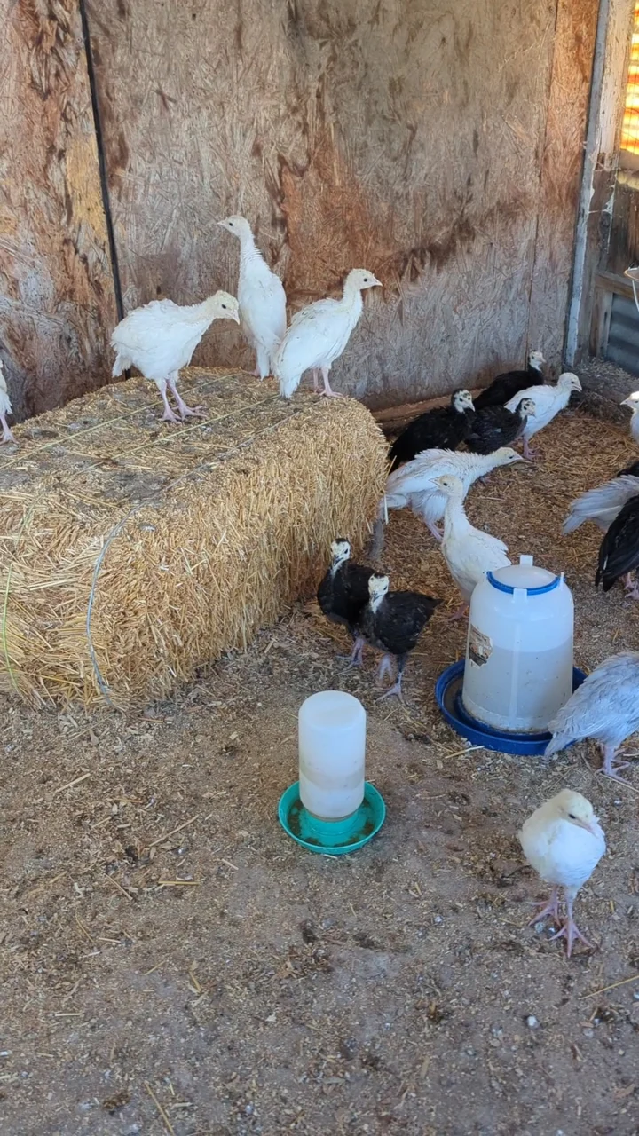 Heritage turkeys at Diamond Valley Market